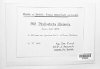Phyllosticta iliciseda image